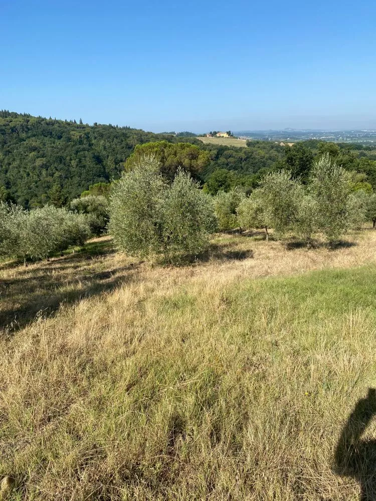 montelupo fiorentino terreno agricolo con ulivi