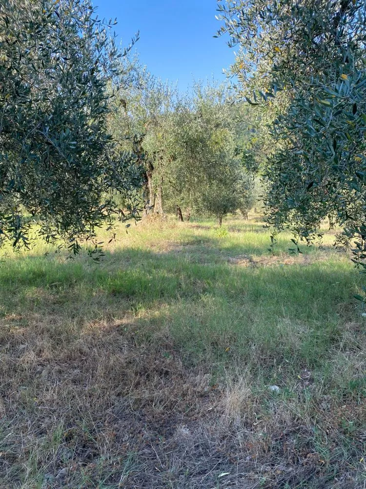 montelupo fiorentino terreno agricolo oliveta