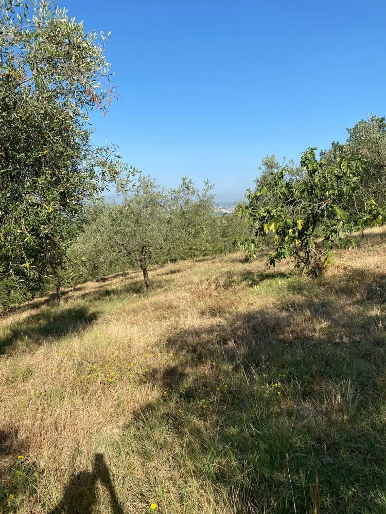 montelupo fiorentino terreno con ulivi